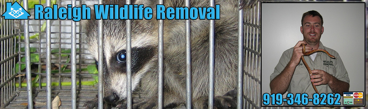 Raleigh Wildlife and Animal Removal